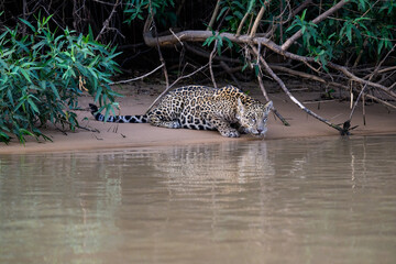 Wild Jaguar drinking water from the river in Pantanal, Brazil © FotoRequest