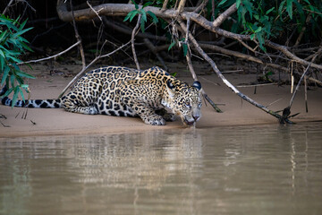 Fototapeta na wymiar Wild Jaguar drinking water from the river in Pantanal, Brazil