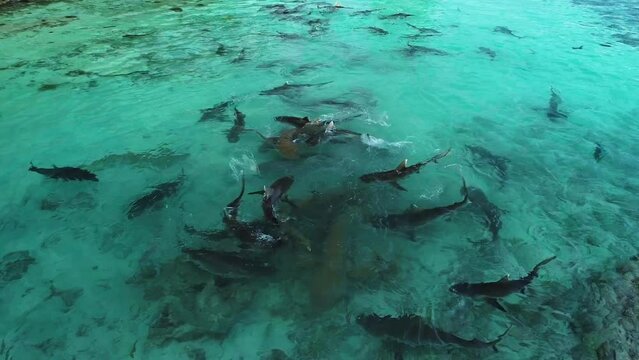 A group of small reef sharks feed near the shore for the entertainment of tourists. A school of reef sharks swim near the shore, attracted by food thrown into the water. Tourist attraction