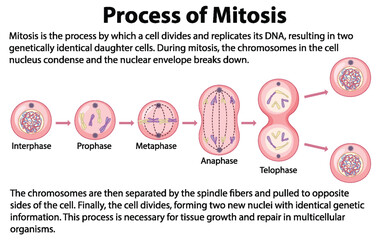 Process of mitosis phases with explanations - obrazy, fototapety, plakaty