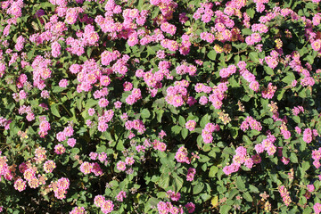 Fototapeta premium Close up of Lavender Trailing Lantana