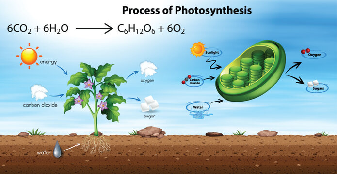 Process of photosynthesis diagram