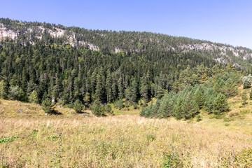 autumn, foothill meadows with yellowing vegetation, fir forest, panoramic view of the mountains, autumn walks in the bosom of nature.