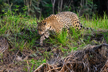 Wild Jaguar walking on river's precipice with tall grass  in Pantanal, Brazil