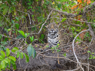 Wild Jaguar lying down, portrait in Pantanal, Brazil