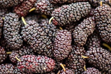 Ripe mulberries background. Mulberry - Morus - healthy fruit close up background.Purple mulberry...