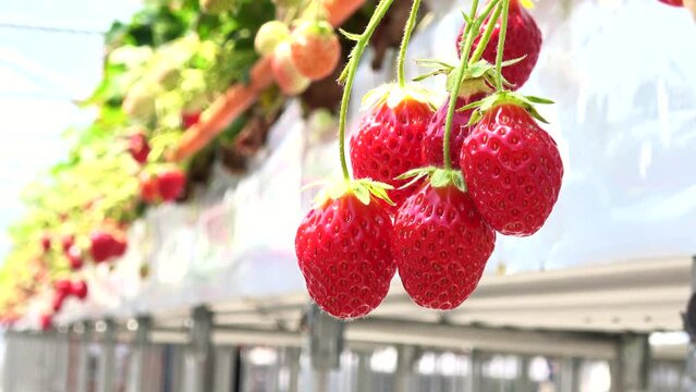 Closeup shot of red, ripe strawberries growing in greenhouse, Japan. 4K
