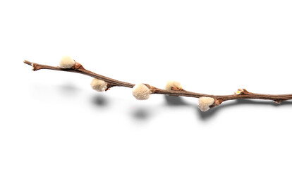 Pussy willow branch isolated on white background