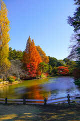 澄んだ空気に美しい紅葉