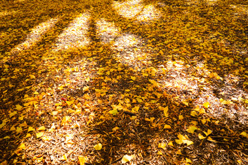 光をまとう銀杏の絨毯