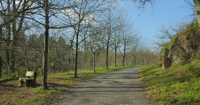 Empty Trail Lined With Bare Trees In Saint Nicolas Park On A Sunny Day In Winter In Angers, France. wide