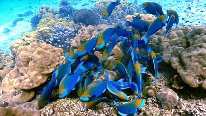 Fototapeta na wymiar Underwater photo of school of Parrot fish at a coral reef