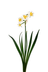 Fototapeta na wymiar 八重咲きのフサザキスイセン　Narcissus tazetta