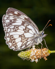 Macrophotography of a Marble White Butterfly (Melanargia galathea) on a plant. Extremely close-up and details.