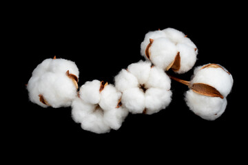 コットンフラワー　Gossypium