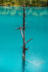 Close up on a dead tree in the middle of turquoise Water of Blue Moon Valley in Lijiang, China