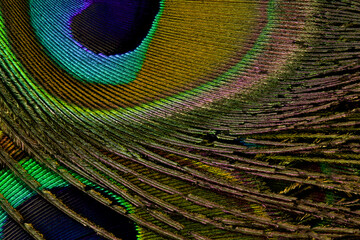 Peacock feather background. Feather closeup. Green feather. Feather isolated. Closeup details of...