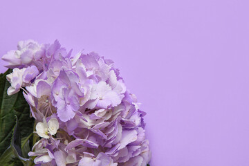 Beautiful hydrangea flower on lilac background, closeup. Hello spring