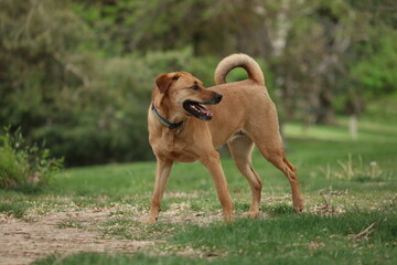 Black mouth cur 