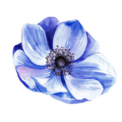 Purple anemone flower on a white background. watercolor illustration.