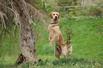 golden retriever dog standing 