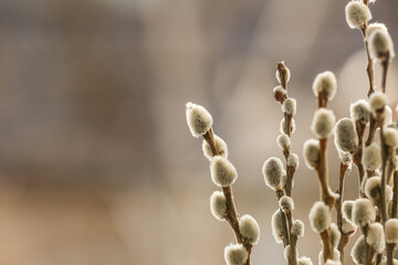Pussy willow branches on blurred background