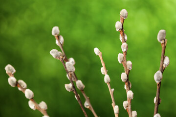 Pussy willow branches on blurred background
