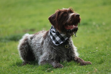 portrait of a Wirehaired pointing griffon dog