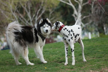 Alaskan Malamute and Dalmatian