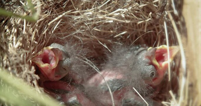 Hungry Newborn Birds in Nest
