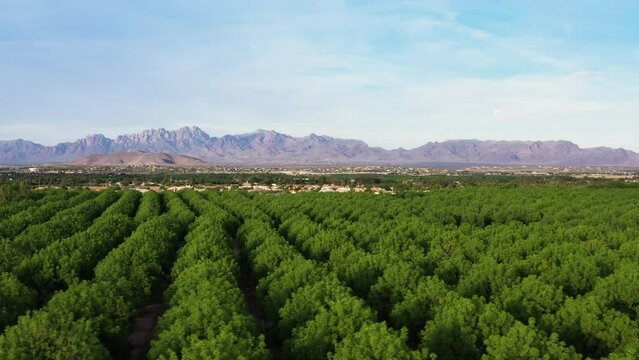 Flyover across pecan orchard in southern New Mexico with Organ Mountains in the distance.