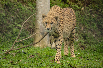 cheetah in the grass