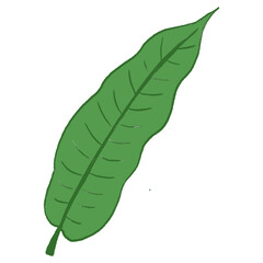 Green Leaf Illustration