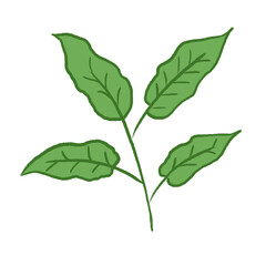 Green Leaf Illustration