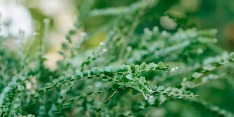 Close up nature view tropical green leaves.