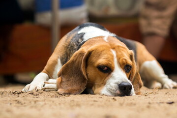 beautiful dog breed english beagle resting in nature on a summer day