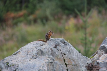 chipmunk,Tamias Squirrel on a rock 

