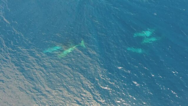 Top view of sperm whales swim in group near surface of water. Watch an exclusive unique collection of video footage about sperm whales.