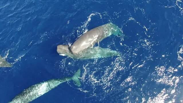 Sperm whales drifting together near surface of ocean water. Top view. Marine mammals animals of sperm whales in ocean. More videos in unique exclusive collection about these and other animals.