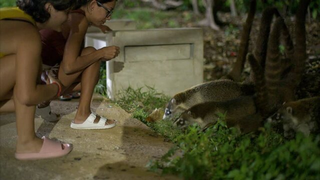 Cute little coatis curious gathering near to latin women feeding them at night in a park in Cancun Mexico