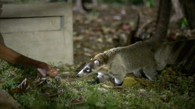 Cute small coati being feed at night in a park at Cancun Mexico