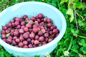 gooseberries in a bowl on the grass, red gooseberry berry in a bowl