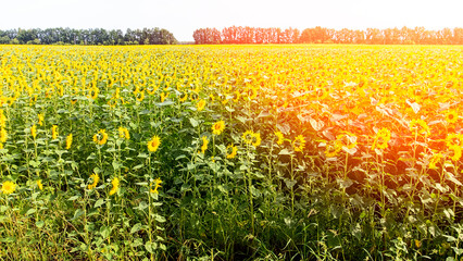 Obraz premium field road view from the top, sunflower field on a bright day