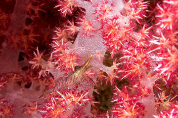 연산호 위에 새우 - Shrimp on soft coral