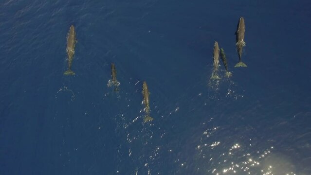 Sperm whales swim beautifully together near surface of ocean water. Top view. Group of marine mammals animals of sperm whales swim peaceful in ocean.