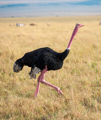 A subspecies of ostrich, the red-necked ostrich found in east Africa. - 567234033