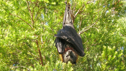 Grey headed flying  fox colony in the Sydney suburb of Gladesville, New South Wales, Australia.