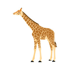 Cartoon African giraffe pose isolated on white background. Giraffe wild animal mammal in flat style, vector illustration 