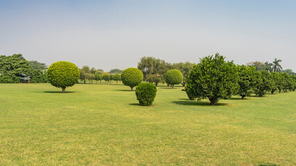Landscape design of the park. Rows of spherically trimmed trees and bushes grow on the green lawn....