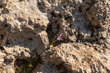 The first  rare flowers break through the ground after the first rains in the Carmel forest near Haifa, a city in northern Israel